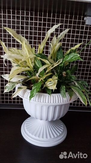 Спатифиллум Gemini