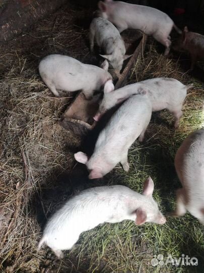Домашние поросята