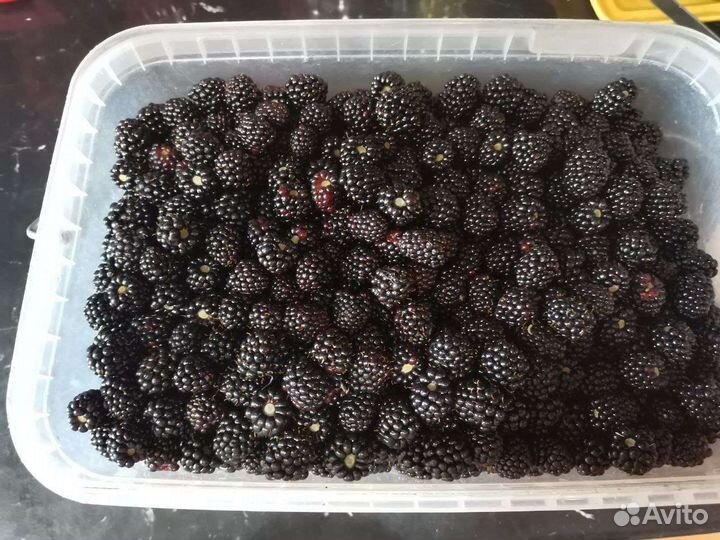 Ежевика наивкуснейшая. 1л 250р