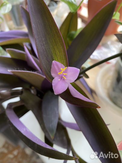 Традесканция пурпурная