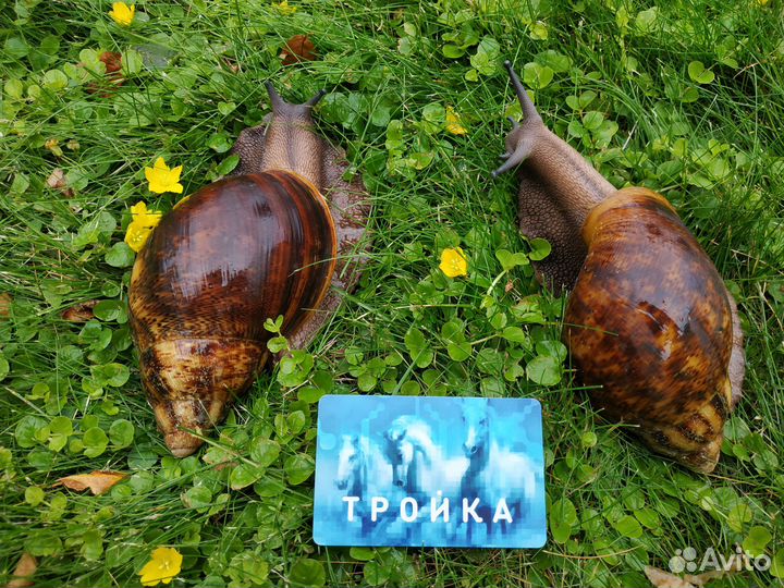 Улитки архахатина овум ххл (XXL)