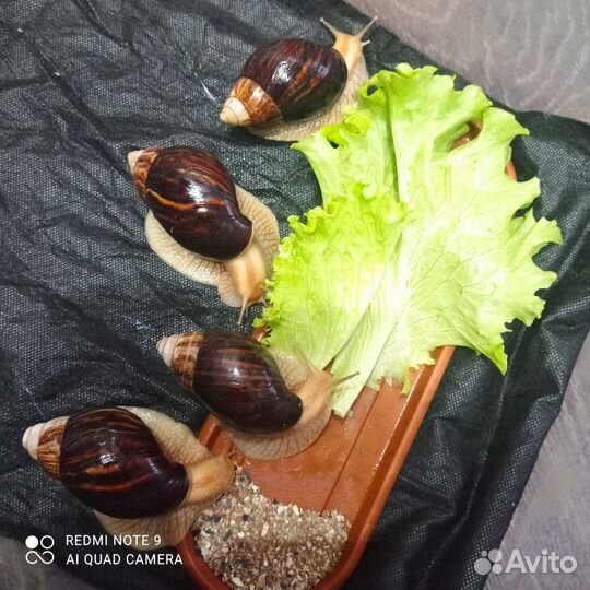 Улитки ахатины