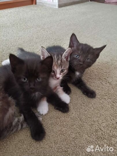 Котята в добрые руки