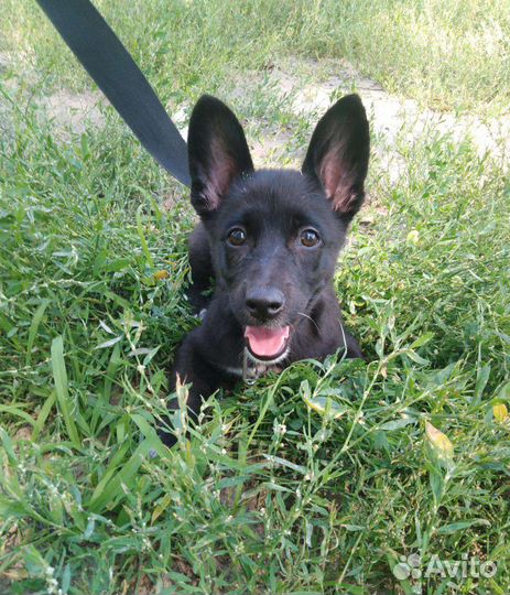 Собака в добрые руки щенок отдам бесплатно