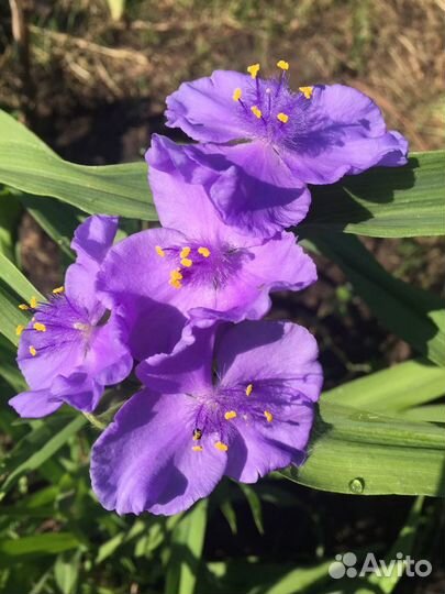 Продаю многолетние декоративные растения,саженцы