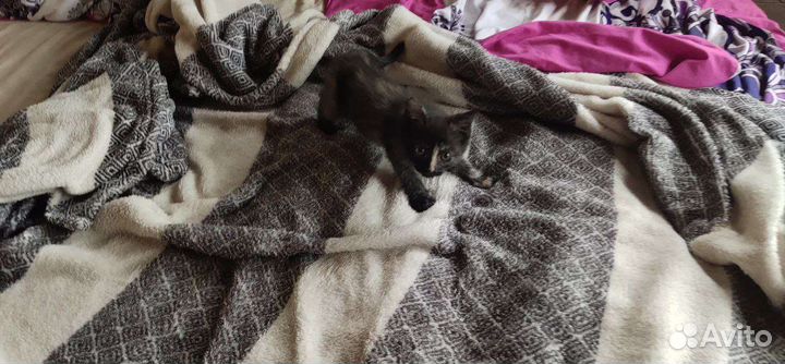 Кошка в дар бесплатно