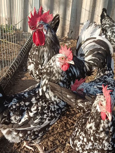 Инкубационное яйцо