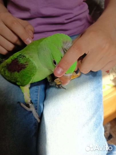 Александрийский попугай, ожереловый, амазон