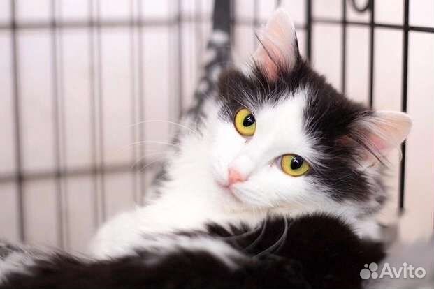 Кошка в дар