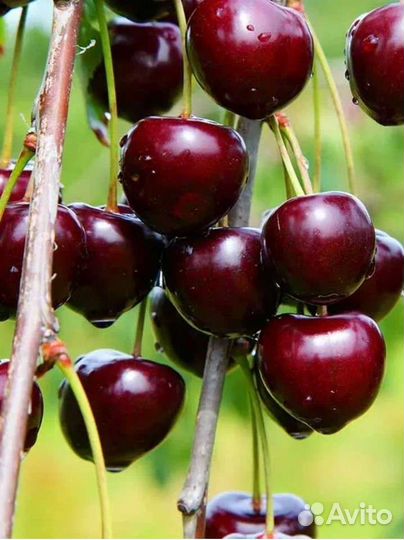 Саженцы черешни