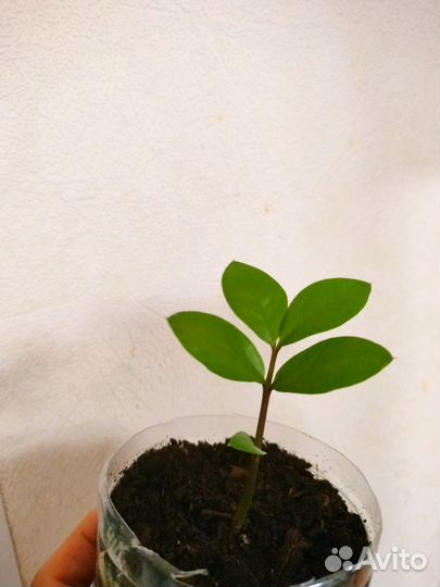 Замиокулькас долларовое дерево