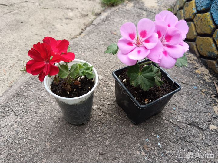 Пеларгония