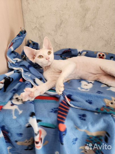 Девон-рекс. мальчик