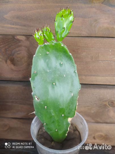 Кактус Опунция Бергера в стакане