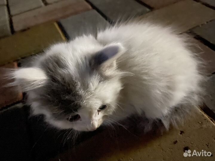 Котята в добрые руки приучены к лотку