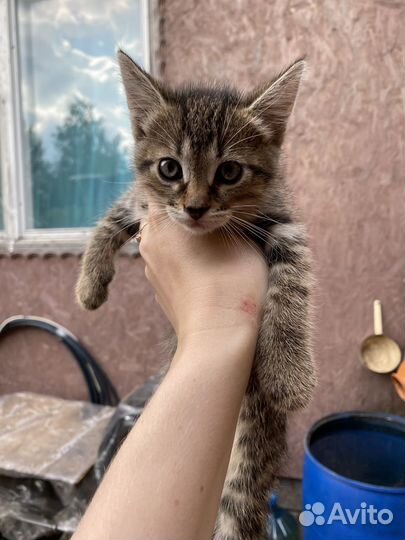 Котенок