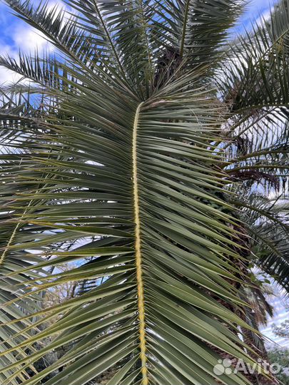 Ветви пальмы финиковой и веерной