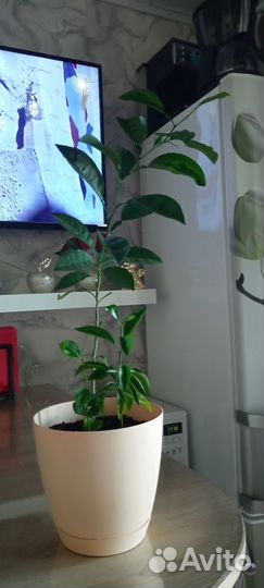 Лимонное дерево,3 шт