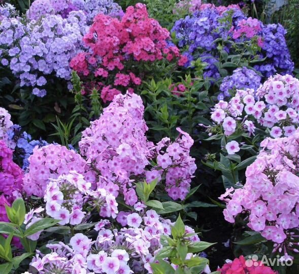 Флоксы многолетние