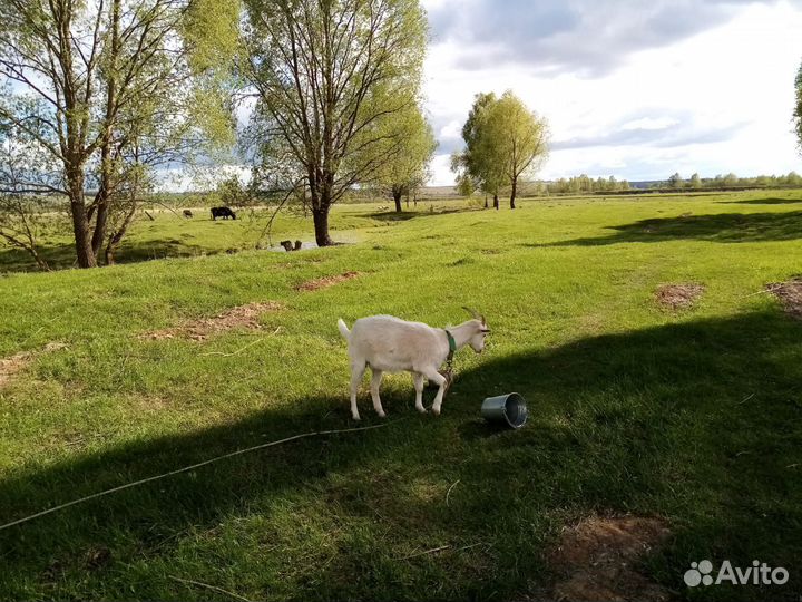 Козочка не гуляная 1 год