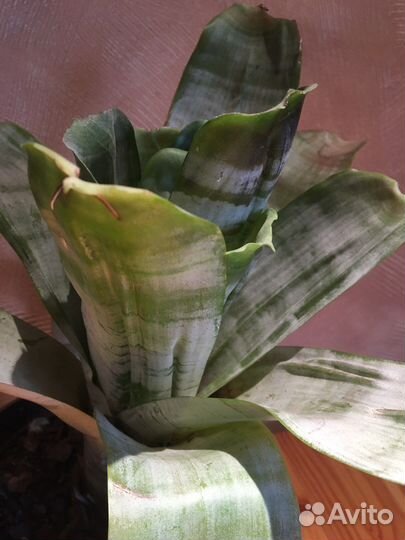 Эхмея полосатая