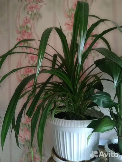 Пальма панданус