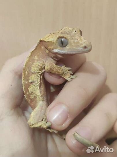 Передержка рептилий, пауков, скорпионов