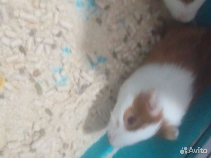 Морская свинка