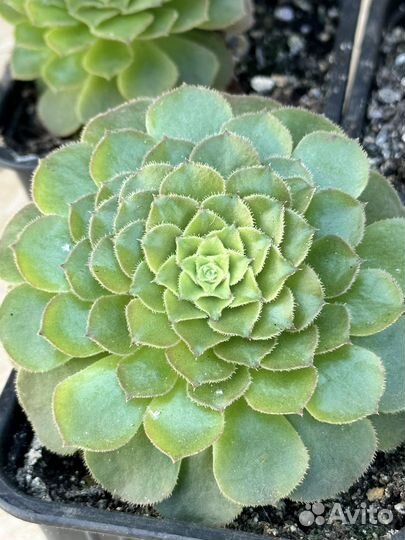 Эониум псевдотарелковидный