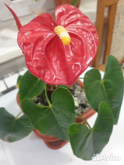 Комнатные цветы антуриум