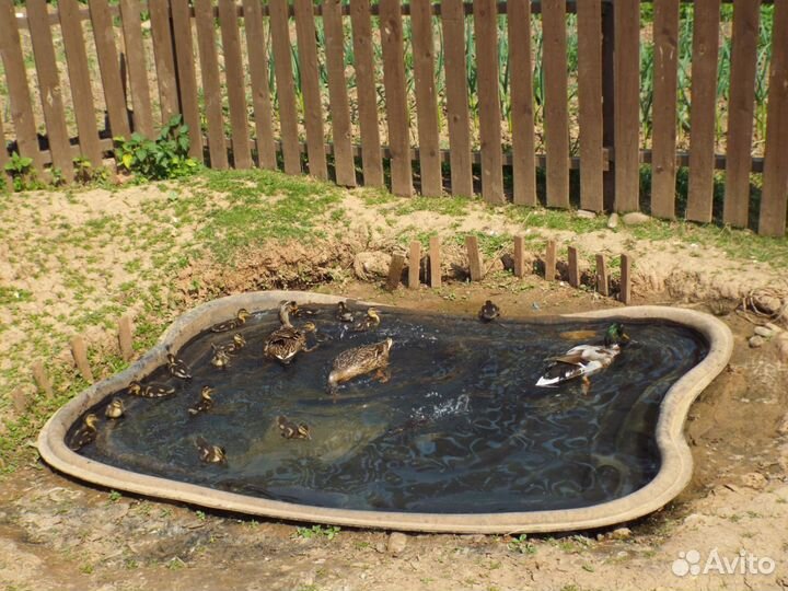 Утка подсадная