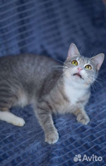 Ласковая кошка