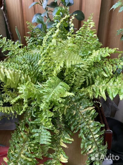 Папоротник Нефролепис Tiger Fern var