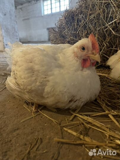 Домашние куры бройлеры