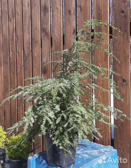 Саженцы хвойных растений
