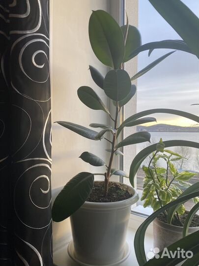 Комнатные цветы