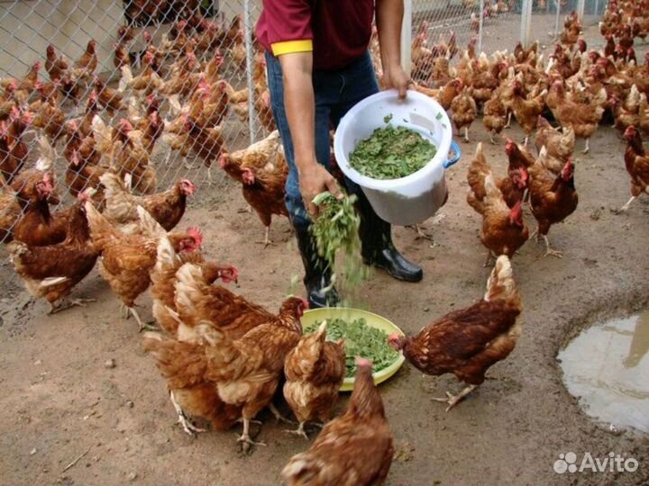 Несушки самые лучшие яичные породы