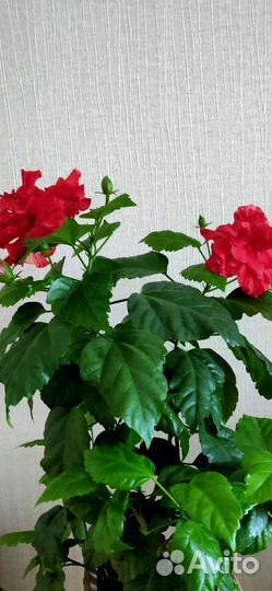 Гибискус красный махровый