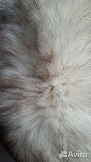 Маленький песцовый воротник