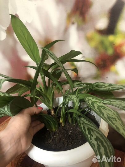 Аглаонема сильвер квин