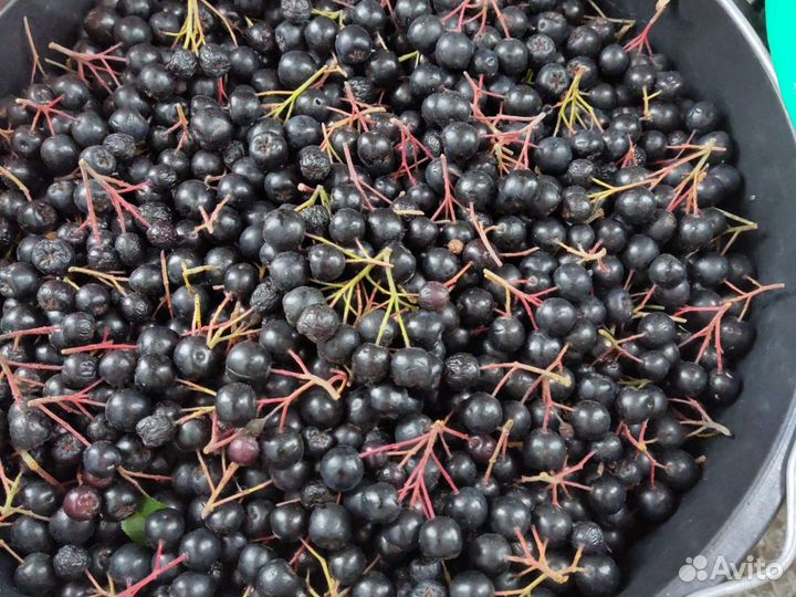 Черноплодная рябина ягоды