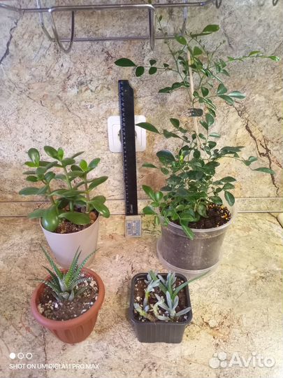 Толстянка, хавортия и др