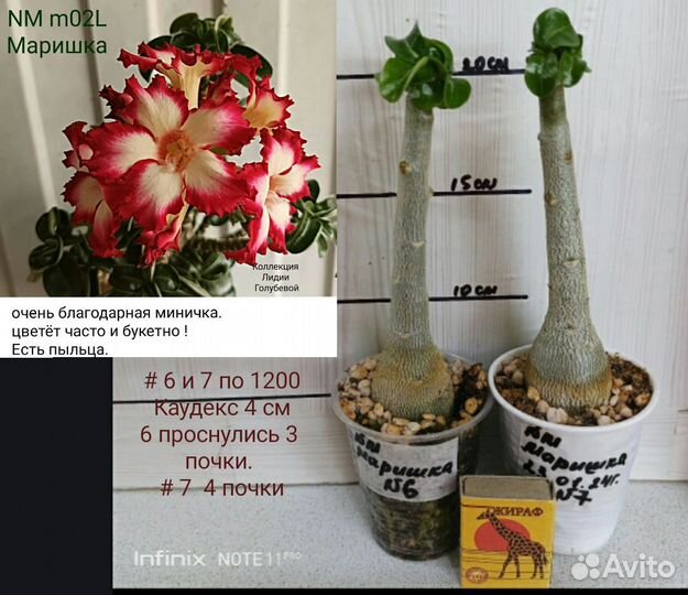 Мини адениум, прививки