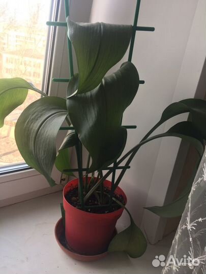 Цветы комнатные разные