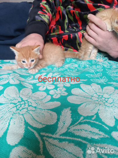 Вислоухие котята