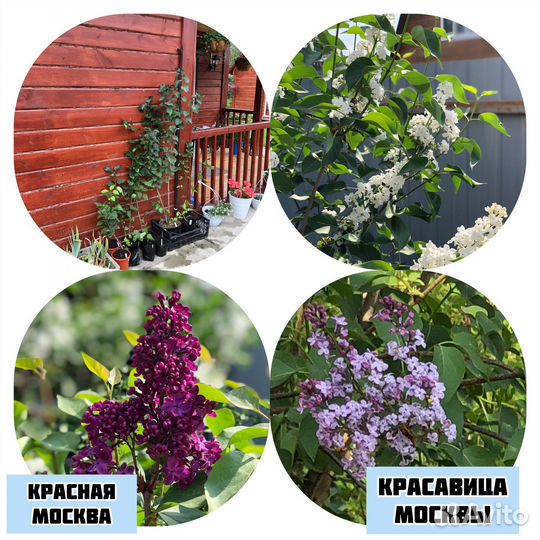 Саженцы, сирень