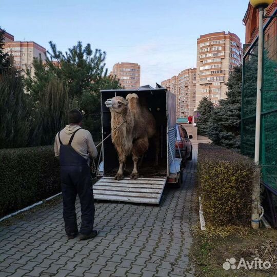 Буксеровка, перевозки, буксеровка