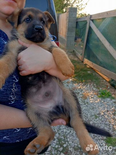 Немецкая овчарка