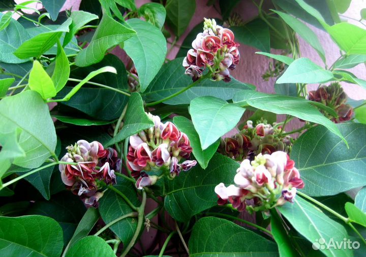 Апиос американская глициния