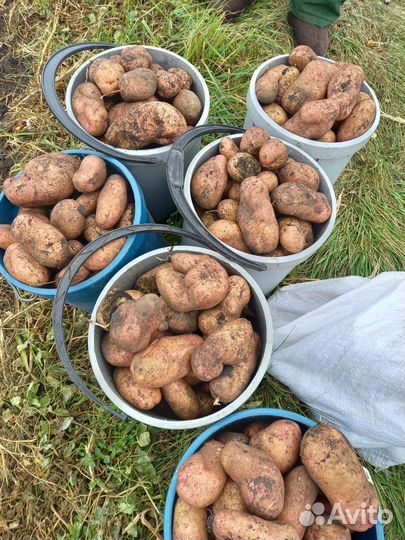 Продам картофель